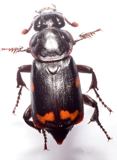 Burying beetle (Nicrophorus pustulatus). Photo by Chris Joll (2018)